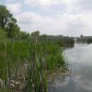 ryb. Nový u Háje, 10.5.2010, foto Vojtěch Kodet