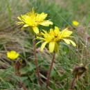 Pampeliška červenoplodá (<i>Taraxacum erythrospermum</i>), PR Kozének [TR], 2.5.2013, foto Josef Komárek