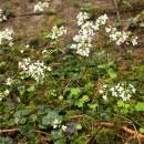 Řeřišnice trojlistá (<i>Cardamine trifolia</i>), PR V Klučí [JI], 1.5.2011, foto Libor Ekrt