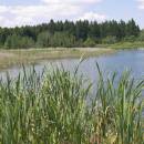 Olešský rybník, 29.6.2010, foto Vojtěch Kodet
