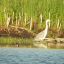 Volavka popelavá (<i>Ardea cinerea</i>) a čírka obecná (<i>Anas crecca</i>), ryb. Bor, 4.6.2014, foto Vojtěch Kodet