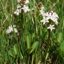Vachta trojlistá (<i>Menyanthes trifoliata</i>), PR Rybník Starý [PE], 12.5.2008, foto Luděk Čech