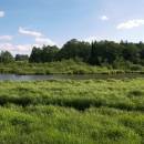 Třeštický rybník, 18.6.2009, foto Vojtěch Kodet