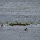 Potápka roháč (<i>Podiceps cristatus</i>), ryb. Parný Mlýn, 10.6.2016, foto Vojtěch Kodet