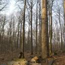 NPR Velký Špičák, 24.3.2012, foto Vojtěch Kodet