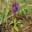 Vstavač kukačka (<i>Orchis morio</i>), NPP Švařec, 5.5.2016, foto Karel Tajovský