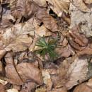 Semenáček jedle bělokoré (<i>Abies alba</i>), PR V Klučí, 24.4.2006, foto Vojtěch Kodet