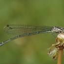 Šidélko páskované (<i>Coenagrion puella</i>), ryb. Parný Mlýn, Krahulov, foto Václav Křivan