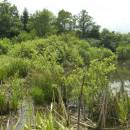 Třeštický rybník, 24.6.2010, foto Vojtěch Kodet