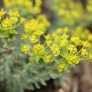 Pryšec sivý menší (<i>Euphorbia seguieriana subsp. minor</i>), NPR Mohelenská hadcová step [TR], 29.4.2014, foto Libor Ekrt