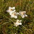 Tolije bahenní (<i>Parnassia palustris</i>), PR Chvojnov, 15.9.2010, foto Vojtěch Kodet