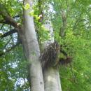 Hnízdo čápa černého (<i>Ciconia nigra</i>), PR V Klučí, 28.5.2015, foto Vojtěch Kodet