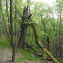 PR Údolí Oslavy a Chvojnice, 25.4.2011, foto Vojtěch Kodet