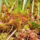 Rosnatka okrouhlolistá (<i>Drosera rotundifolia</i>), PR Chvojnov, 19.6.2013, foto Vojtěch Kodet
