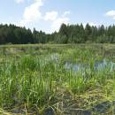 Veselský rybník, 11.6.2011, foto Vojtěch Kodet