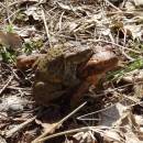 Amplex ropuchy obecné (<i>Bufo bufo</i>), PR Na Oklice, 5.4.2016, foto Vojtěch Kodet