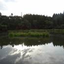 Borský rybník, 6.7.2015, foto Vojtěch Kodet