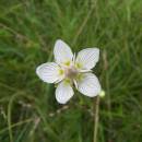 tolije bahenní (Parnassia palustris)