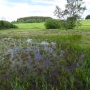 Rašeliniště Bažantka, 16.6.2016, foto Vojtěch Kodet
