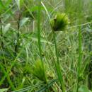 Ostřice šáchorovitá (<i>Carex bohemica</i>), PR Vílanecké rašeliniště, 3.7.2016, foto Vojtěch Kodet