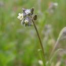 Pomněnka různobarvá pravá (<i>Myosotis discolor</i>), PP Kozének [TR], 12.5.2010, foto Josef Komárek