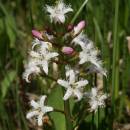 vachta trojlistá (Menyanthes trifoliata)