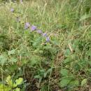 Zvonek klubkatý (<i>Campanula glomerata</i>), Šemíkovice, Knížecí seč [TR], 14.8.2016, foto Libor Ekrt