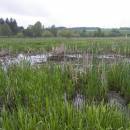 Frejlach, 15.5.2010, foto Vojtěch Kodet