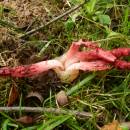 Nepůvodní květnatec Archerův (<i>Clathrus archeri</i>), PP Hajnice, 21.8.2014, foto Vojtěch Kodet