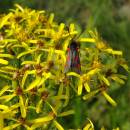 Vřetenuška (<i>Zygaena</i>), PR Vílanecké rašeliniště, 13.8.2015, foto Vojtěch Kodet