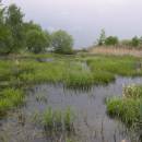 PP Starý Přísecký rybník, 12.5.2010, foto Vojtěch Kodet