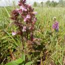 Všivec bahenní (<i>Pedicularis palustris</i>), PR V Lisovech, 19.4.2014, foto Vojtěch Kodet