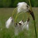 Suchopýr širolistý (<i>Eriophorum latifolium</i>), PR Řeka [HB], 6.6.2007, foto Luděk Čech