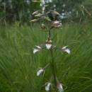 Kruštík bahenní (<i>Epipactis palustris</i>), Vílanecká střelnice, 2.7.2011, foto Vojtěch Kodet