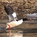 Samec morčáka velkého (<i>Mergus merganser</i>) na Sázavě u Babic [HB], 2.3.20111, foto Václav Hlaváč