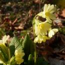 Prvosenka vyšší (<i>Primula elatior</i>), PR Habrová seč, 7.4.2015, foto Vojtěch Kodet