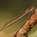 Šídlatka hnědá (<i>Sympecma fusca</i>), PP Ptáčovské rybníky, Ptáčov, foto Václav Křivan