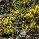 Kručinka chlupatá (<i>Genista pilosa</i>), Plešice, Staré Duby [TR], 12.5.2015, foto Libor Ekrt