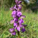 Vstavač kukačka pravý (<i>Orchis morio</i>), NPP Švařec [ZR], 24.4.2008, foto Luděk Čech