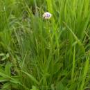 Kozlík dvoudomý (<i>Valeriana dioica</i>), Frejlach, 15.5.2010, foto Vojtěch Kodet