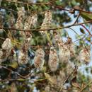 Vrba pětimužná (<i>Salix pentandra</i>), NPR Radostínské rašeliniště [ZR], 29.9.2012, foto Libor Ekrt