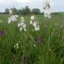 Suchopýr širolistý (<i>Eriophorum latifolium</i>), PR V Lisovech, 10.6.2015, foto Vojtěch Kodet