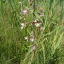Kruštík bahenní (<i>Epipactis palustris</i>), PR Chvojnov, 18.7.2015, foto Vojtěch Kodet