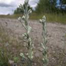 Bělolist rolní (<i>Logfia arvensis</i>), Vílanecká střelnice, 2.7.2011, foto Vojtěch Kodet