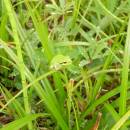 Rosnička zelená (<i>Hyla arborea</i>), U Farského lesa, 3.9.2013, foto Vojtěch Kodet