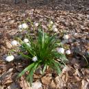 Bledule jarní (<i>Leucojum vernum</i>), NPR Velký Špičák, 24.3.2012, foto Vojtěch Kodet