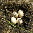 Hnízdo potápky roháče (<i>Podiceps cristatus</i>), ryb. Broum, 29.6.2010, foto Vojtěch Kodet