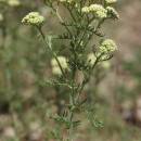Řebříček sličný (<i>Achillea nobilis</i>), Šemíkovice, údolí řeky Rokytné, lokalita Knížecí seč [TR], 18.6.2016, foto Libor Ekrt