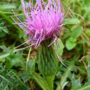 Pcháč bezlodyžný pravý (<i>Cirsium acaulon</i>), Číchov, PP Jalovec [TR], 11.9.2013, foto Josef Komárek