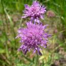 Chrastavec rolní hadcový (<i>Knautia arvensis subsp. serpentinicola</i>), PR Ranská jezírka [HB], 25.6.2008, foto Luděk Čech